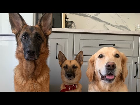 Видео: Как приучить собаку к стрижке когтей? Пошаговая инструкция!