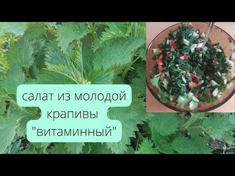Видео: Салат из молодой крапивы "витаминный"