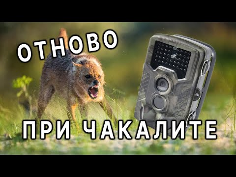 Видео: КЕМПИНГ С ШАКАЛАМИ! | Что попало на ФОТОЛОВУШКЕ? | Ветреные выходные с караваном