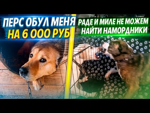 Видео: Наконец вывели Бельчика на прогулку.Миле и Раде ищем Намордники, что б отпустить обеих😱