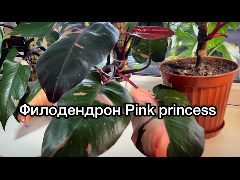 Видео: Мои Филодендроны Pink princess (Розовая принцесса и королева) и их детки🌱(28.01.23)