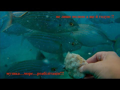 Видео: Музика ...море...реабілітація!!! не лише полюю а ще й годую !!