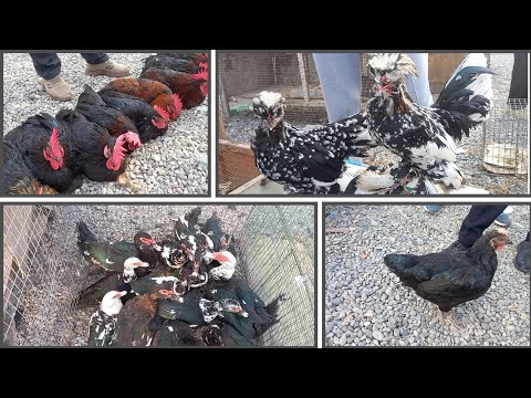 Видео: Andijon Soy Tovuq Bozar Narxlar 6 октября 2024 г.