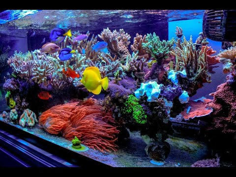 Видео: Морской аквариум на 2тонны ☠️