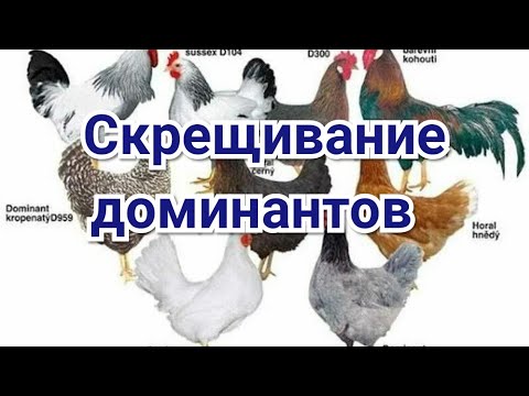 Видео: Про Скрещивание Доминантов. Мои Планы.