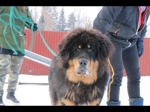 Видео: Тибетский мастиф Блек .Аппортировка 2-е занятие.