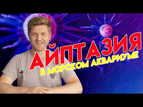 Видео: айптазия в морском аквариуме | рифовый аквариум для начинающих | стеклянная роза в морском аквариуме