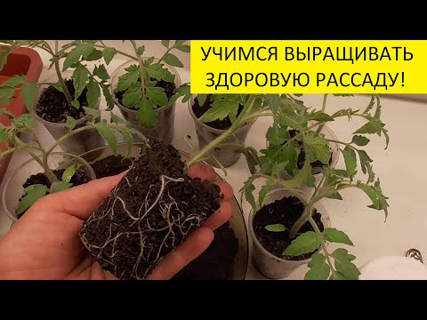 Видео: ЗАЧЕМ СНАЧАЛА МАЛЕНЬКИЕ СТАКАНЫ, А ПОТОМ - БОЛЬШИЕ? Ольга Чернова.