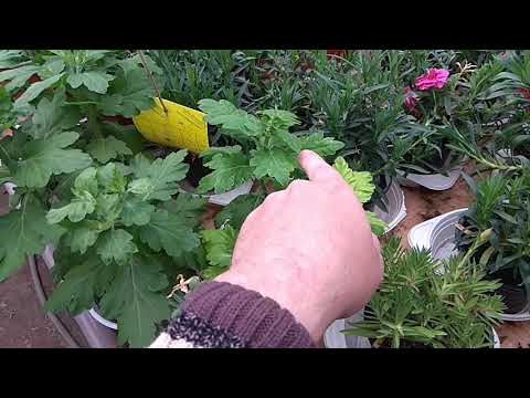 Видео: У Вас ЖЕЛТЕЕТ и ГНИЕТ Пеларгония(герань), Гвоздика, Хризантема, ЧТО ДЕЛАТЬ?