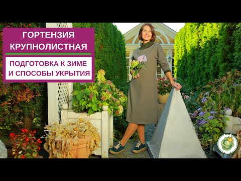 Видео: ГОРТЕНЗИЯ КРУПНОЛИСТНАЯ - подготовка к зиме и способы укрытия