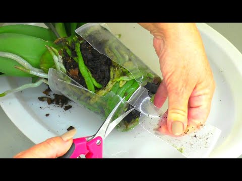 Видео: Не пересаживаю Орхидею, с ГНИЛЫМИ КОРНЯМИ, сразу после покупки. РЕЗУЛЬТАТ и Пересадка через 4 месяца