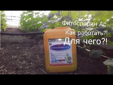 Видео: Фитоспорин АС. Биофунгицид для профилактики #землядел # фитоспорин