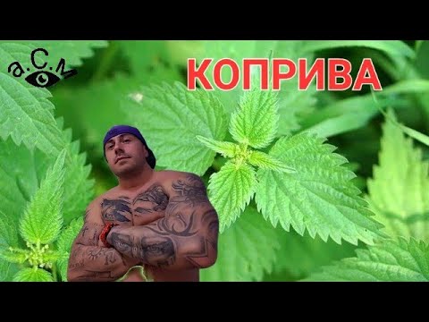 Видео: КОПРИВА - ИНТЕРЕСНИ ФАКТИ    а.С.м