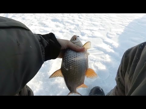 Видео: Зимняя рыбалка #7!