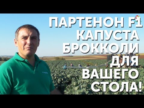 Видео: Партенон F1 - Капуста брокколи для вашего стола!