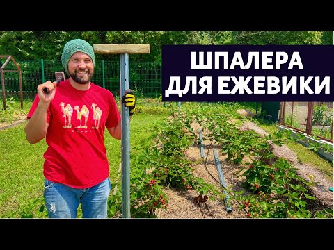 Видео: Лучшая шпалера для ежевики на века!