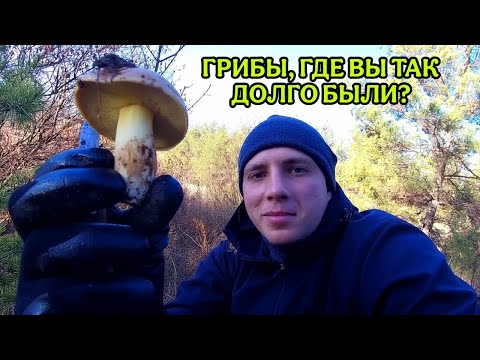Видео: ГРИБНИКИ, СЕЗОН ОТКРЫТ! МАСЛЯТА ПОШЛИ ПОЛНЫМ ХОДОМ 🍄 ОСЕНЬ 2025