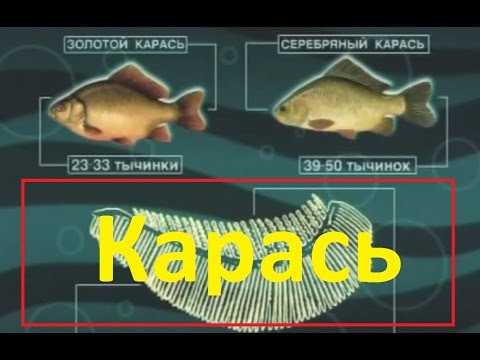 Видео: Диалоги о рыбалке  Ужение карася