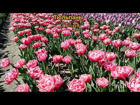 Видео: Поле тюльпанов. Белорусская Голландия. Tulips. Belarusian Holland.