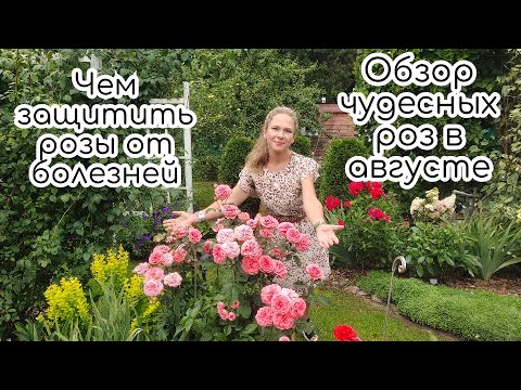 Видео: Защита роз от болезней, чем обрабатываю. Обзор прекрасных роз в саду в августе