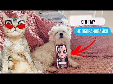 Видео: MAMA.EXE В РЕАЛЬНОЙ ЖИЗНИ | НЕ РИСУЙ ЕЁ НОЧЬЮ | КОШАЧЬЯ ИСТОРИЯ УЖАСОВ