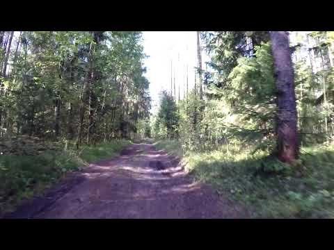 Видео: дорога по лесу вдоль Невы