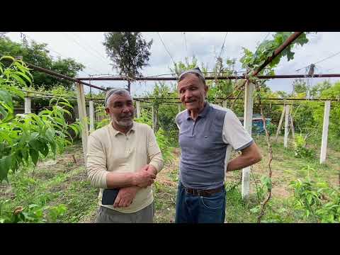 Видео: .. АГРАНОМ ХУЛОСАСИ...УДАР МАКС  НАТИЖАСИ. +998908530467