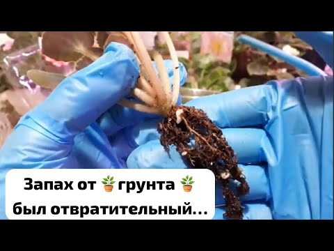 Видео: 🌺Фиалки! Как вернуть Плохие Детки к Хорошей жизни???🌺 ПРАКТИКА 🌺