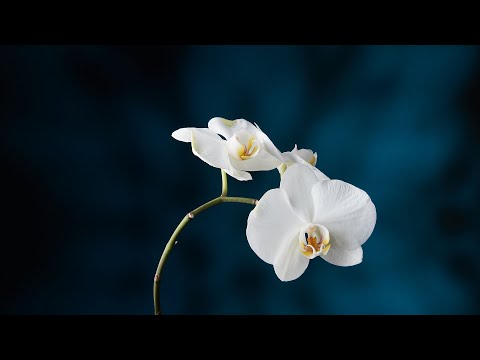 Видео: Натюрмортная фотография добавляет интересный фон