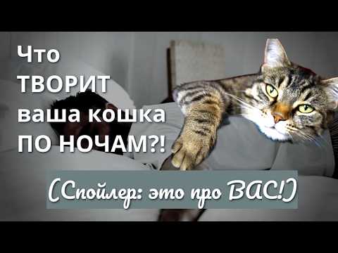 Видео: Секретный Мир Вашей Кошки: Ночные Игры, Которые Вас Касаются!