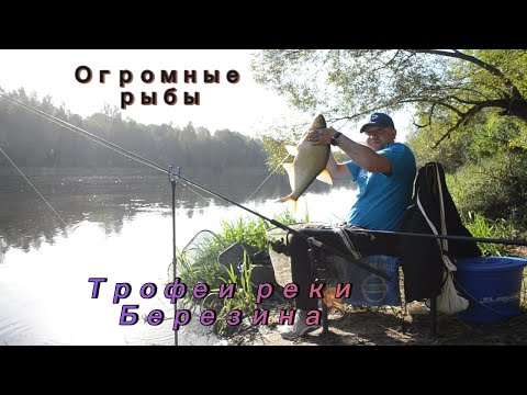 Видео: Огромные рыбы Трофейная рыбалка на реке