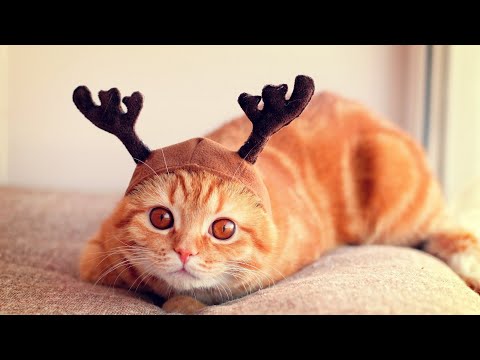 Видео: Самые смешные животные / Приколы с животными Приколы с котами и собаками 2022 #35