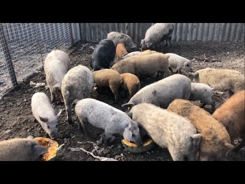 Видео: Полювання на поросят 🐷Випробовуємо новий загон, чи всім вистачить місця?