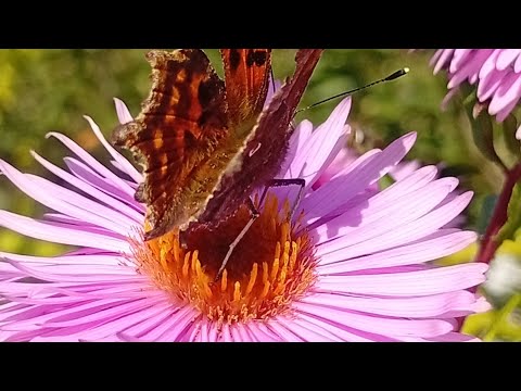 Видео: Хватит с телефоном ходить, иди мыть теплицу . Тверская область.