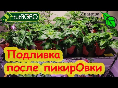 Видео: ОТЛИЧНАЯ ПОДЛИВКА ДЛЯ РАССАДЫ! Даже хилая рассада ВСТРЕПЕНЕТСЯ, станет КРЕПКОЙ и ЗДОРОВОЙ!