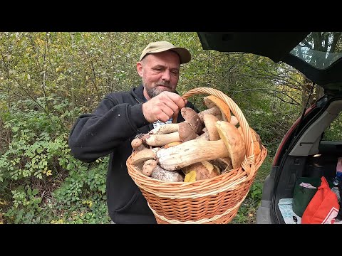 Видео: ОХ і ГРИБОЧКИ! Нікому не потрібні...Зайшли далеко багато знайшли!
