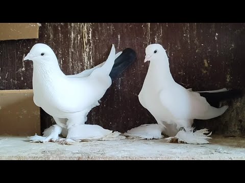 Видео: Бойние голуби. Мой чернохвотйе Голуби. 25.12.22 Грузия. Тбилиси
