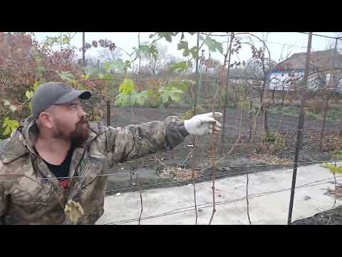 Видео: Обрізка трьох річного куща винограду. #саджанці  #виноград  #сад 