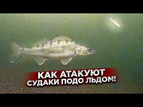 Видео: Зрелищные АТАКИ судаков под водой / КАК правильно ИГРАТЬ приманкой?!