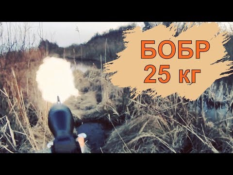 Видео: БОБР 25 кг добыт!!Охота на БОБРА в Беларуси с карабином ЛОСЬ 145.