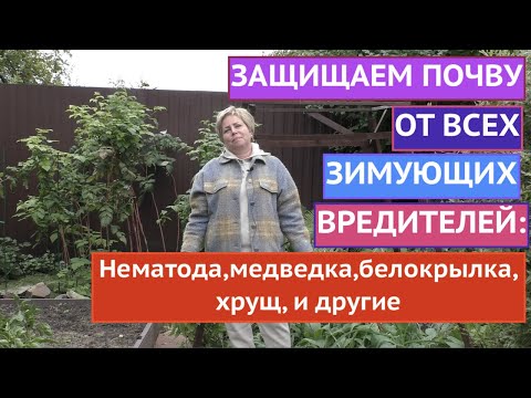 Видео: ИЗБАВЛЯЕМ ПОЧВУ ОТ ВСЕХ ЗИМУЮЩИХ ВРЕДИТЕЛЕЙ! ЭФФЕКТИВНО И НАДЕЖНО!