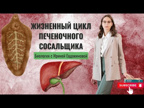 Видео: Жизненный цикл печеночного сосальщика