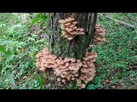 Видео: ОСЕННИЕ ОПЯТА в Московской области. Волна опят продолжается! Сентябрь 2023 | Талдомский район.