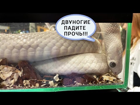 Видео: Reptilium лето 2023. Выставка РЕПТИЛИЙ в Москве | Змеи, ящерицы, кактусы и насекомые.