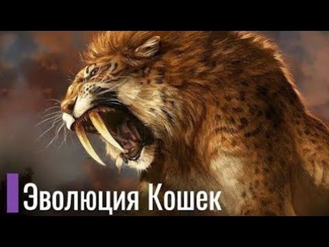 Видео: Реальная Эволюция Кошачьих. Саблезубый тигр и коты современности