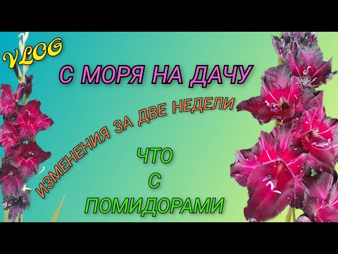 Видео: 🍒 VLOG: С отдыха на море сразу на дачу/ Как изменился участок за две недели и что с помидорами 
