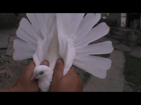 Видео: Николаевские голуби.