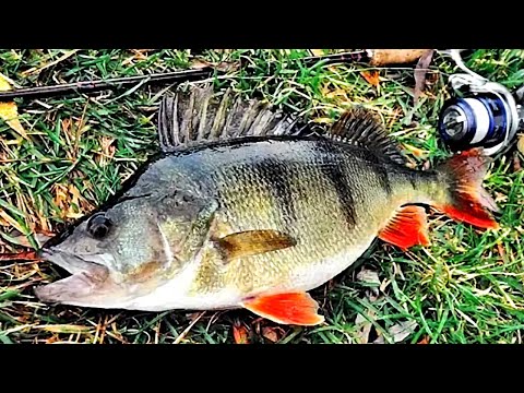 Видео: ЛОВЛЯ ОКУНЯ НА РЕЧКЕ В ОКТЯБРЕ! РЫБАЛКА НА ХИЩНИКА ОСЕНЬЮ. ПРИШЕЛ В КРАСИВОЕ МЕСТО И НАЧАЛ ЛОВИТЬ.