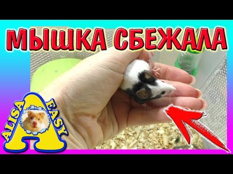 Видео: УБОРКА у ЯПОНСКИХ МЫШЕЙ / Мышка СБЕЖАЛА? / СКОЛЬКО у нас  МЫШЕК / Alisa Easy Pets