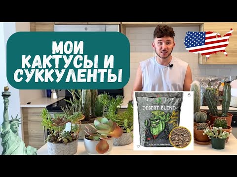 Видео: Посадка мини садиков из КАКТУСОВ и СУККУЛЕНТОВ